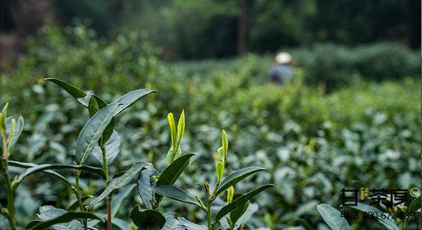 世界读书日,甘茶度好书配好茶